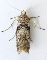 Sciota inconditella