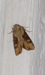 Lateroligia ophiogramma