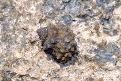 Echinolittorina tuberculata