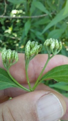 Chromolaena christieana