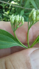 Chromolaena christieana