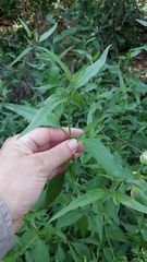 Chromolaena christieana