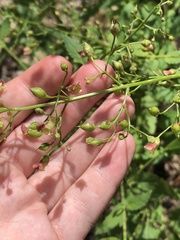 Scrophularia parviflora