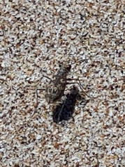 Cylindera apiata