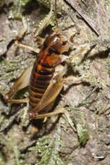 Hemiandrus pallitarsis