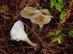 Media resource of Ampulloclitocybe clavipes