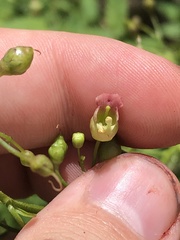 Scrophularia parviflora