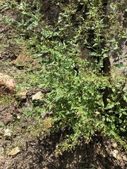 Scrophularia parviflora