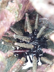 Eucidaris thouarsii