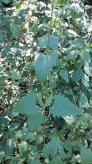 Fleischmannia prasiifolia