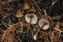 Entoloma formosum