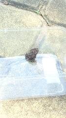 Duttaphrynus melanostictus