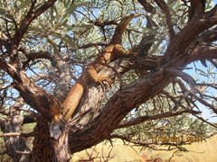 Varanus panoptes rubidus