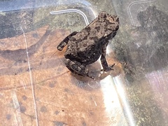 Duttaphrynus melanostictus