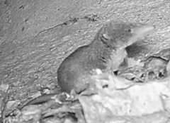 Sorex fumeus