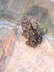 Duttaphrynus melanostictus