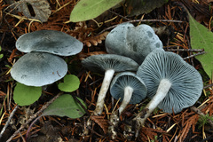 Clitocybe odora pacifica