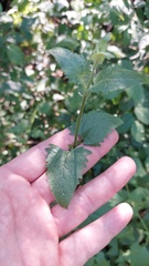 Fleischmannia prasiifolia