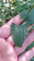 Fleischmannia prasiifolia