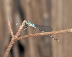 Indolestes tenuissimus