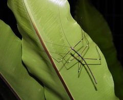 Candovia annulata