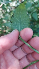 Fleischmannia prasiifolia