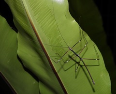 Candovia annulata