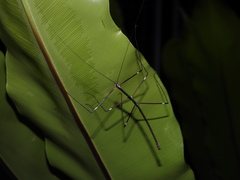 Candovia annulata