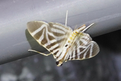 Spilomela perspicata