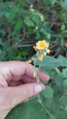 Wissadula densiflora