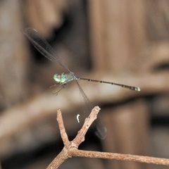 Indolestes tenuissimus