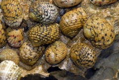 Nerita tessellata
