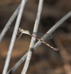 Indolestes tenuissimus