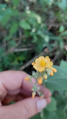 Wissadula densiflora