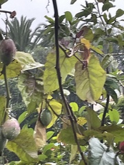 Solanum betaceum