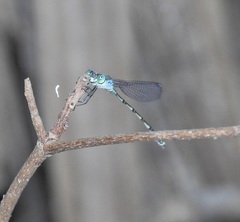 Indolestes tenuissimus