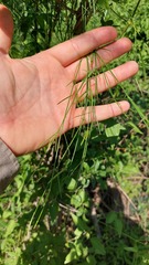 Funastrum gracile