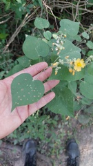 Wissadula densiflora