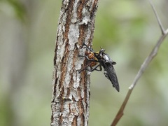 Blepharotes splendidissimus