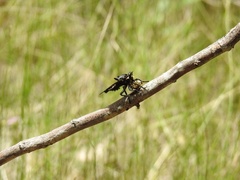 Blepharotes splendidissimus