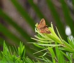 Netrocoryne repanda