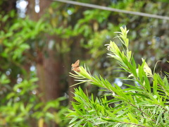 Netrocoryne repanda