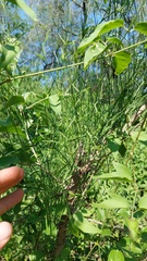 Funastrum gracile