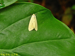 Spilarctia nydia