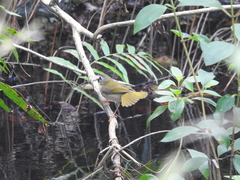 Myiothlypis rivularis