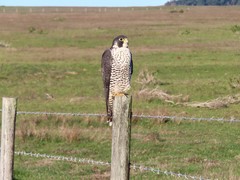 Falco peregrinus pealei