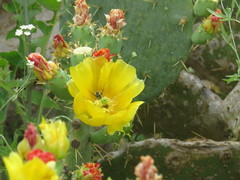 Trichiotinus texanus