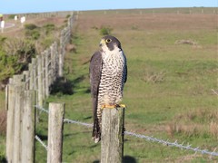 Falco peregrinus pealei