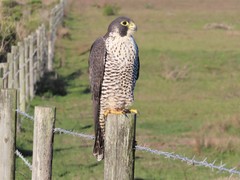 Falco peregrinus pealei