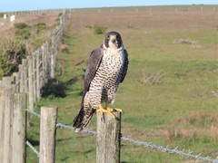 Falco peregrinus pealei